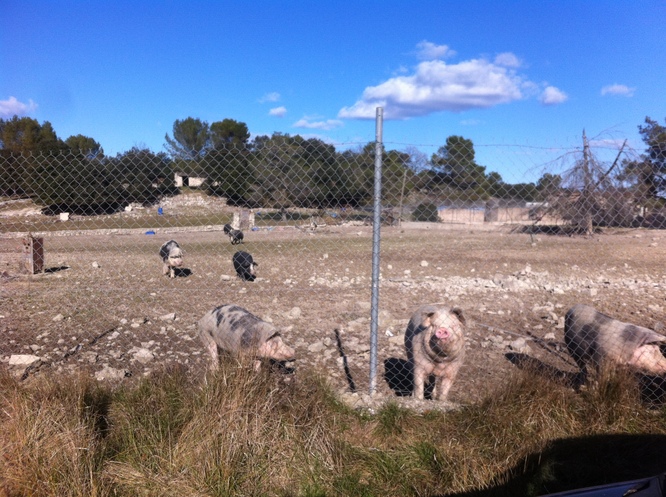 Les cochons chez leur proprietaire actuel