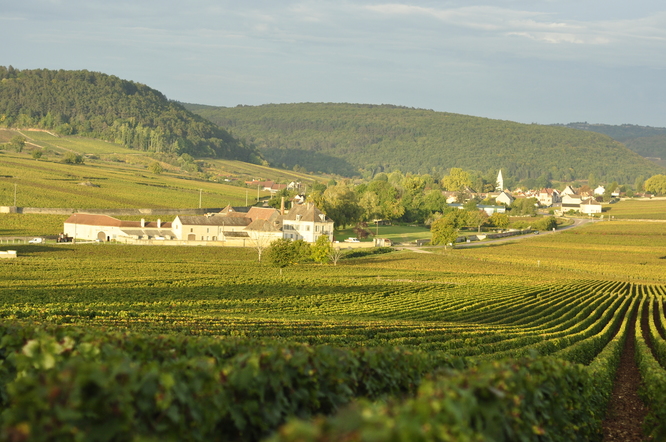 Vignes de Meursault