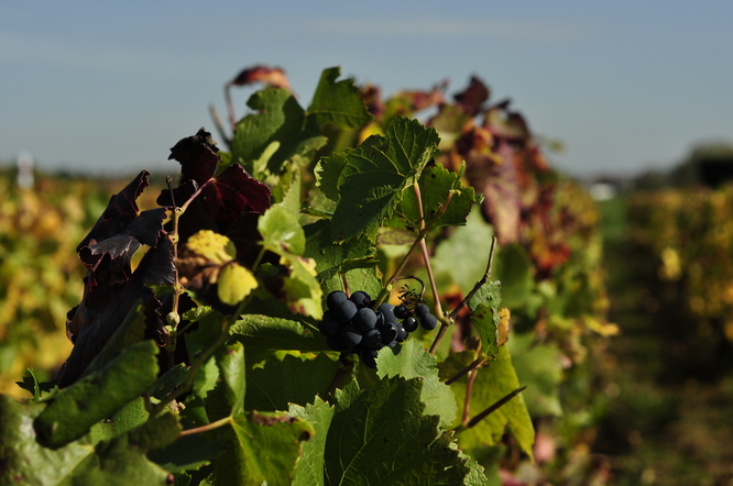 pinot noir