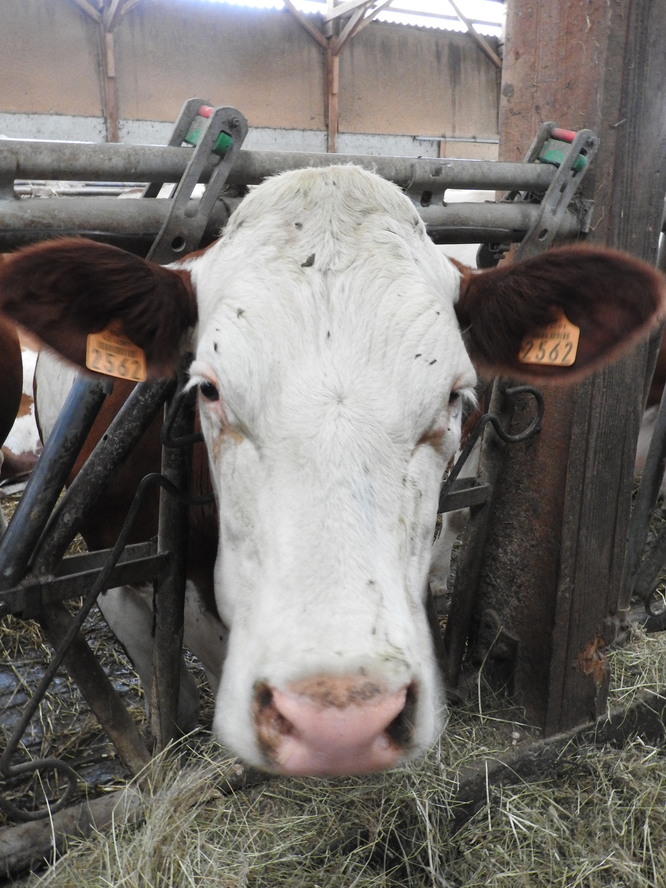 De la vache à vos papilles