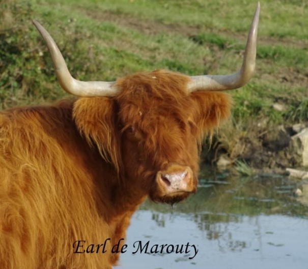 L'été dans la mare