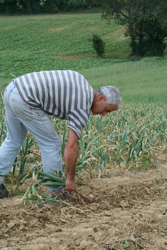 récolte du père Michel
