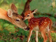 510 idées de Biche, cerf, faon | cerf, animaux foret, animaux sauvages