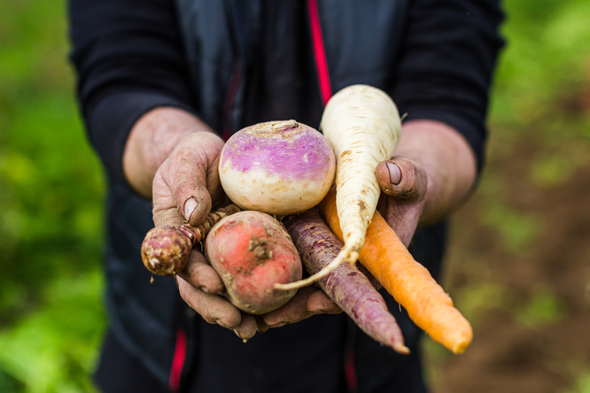 Pour des légumes anciens bien cultivés