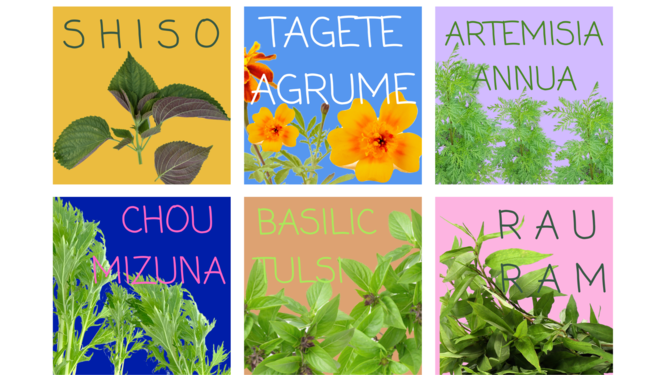 MASTOC : Une pépinière de plantes comestibles à Marseille