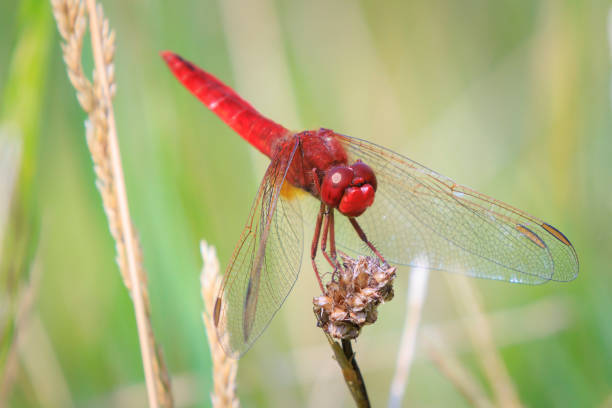 libellule écarlate, crocothemis erythraea, au repos - crocothemis erythraea photos et images de collection