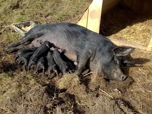 Cochon 1