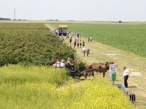 Fete framboise9