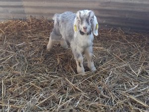 Petit bouc