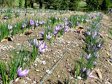 Fleurdesafran