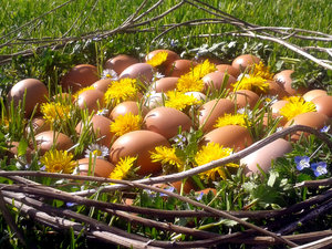 Oeufs2