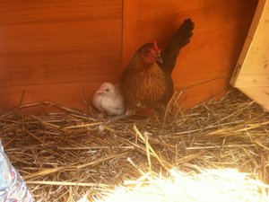 2018 05 23 12.04.02poules