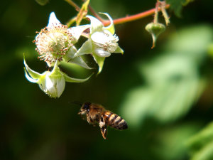 P5080383sdabeille