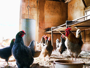Poule cliche