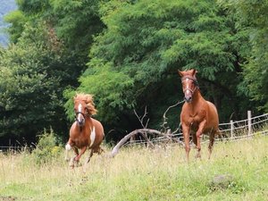 Photo chevaux