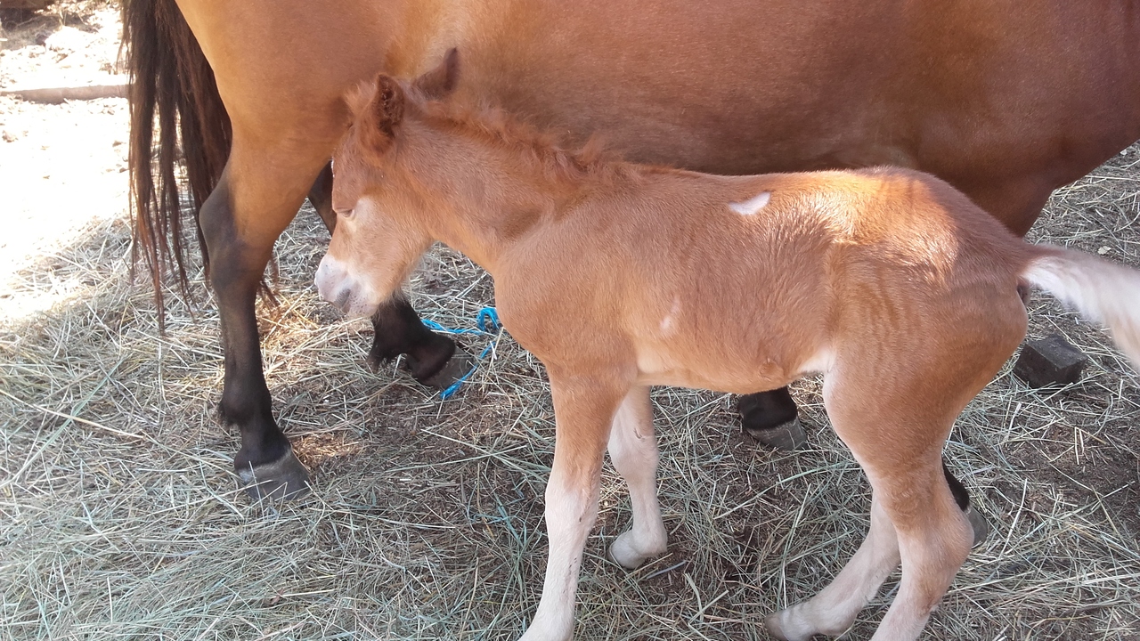 Centres équestres du Vaucluse - Visite à cheval