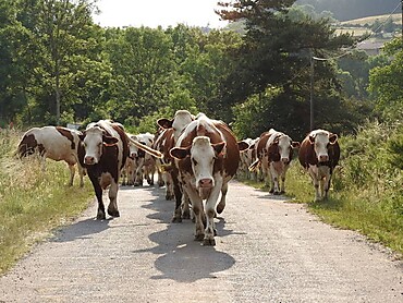 Vaches