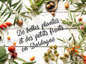 Plantes copie