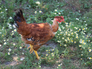 Poulet