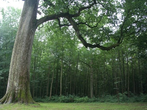 Groschene