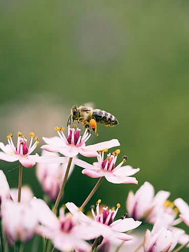 Abeille 2