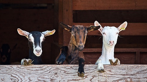 Goats 2376144 1280 pixabay susuma