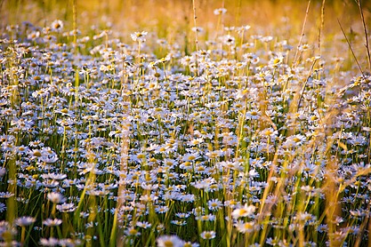 Chamomile 1261796 1920