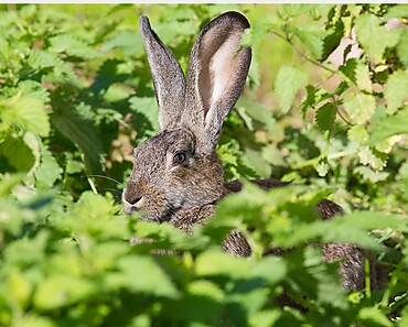 Lapins2