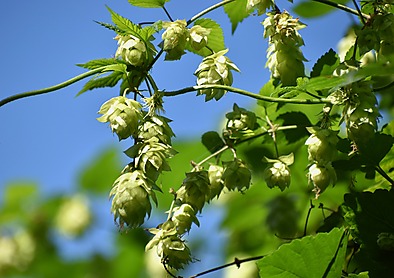 Fleurs