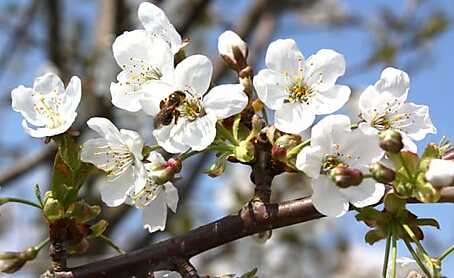 Abeilles sur fleurs miimosa