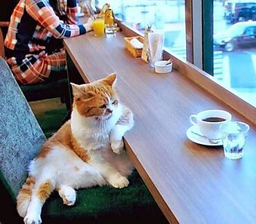 Chat cafe