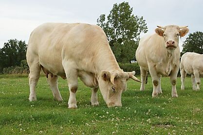 Bovins charolais label rouge %281%29
