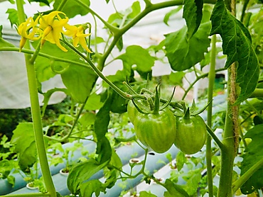 Nft tomaotoe 2