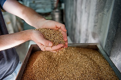 Malt 4950433 1920