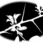 Epineoknb