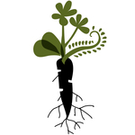Logo racine